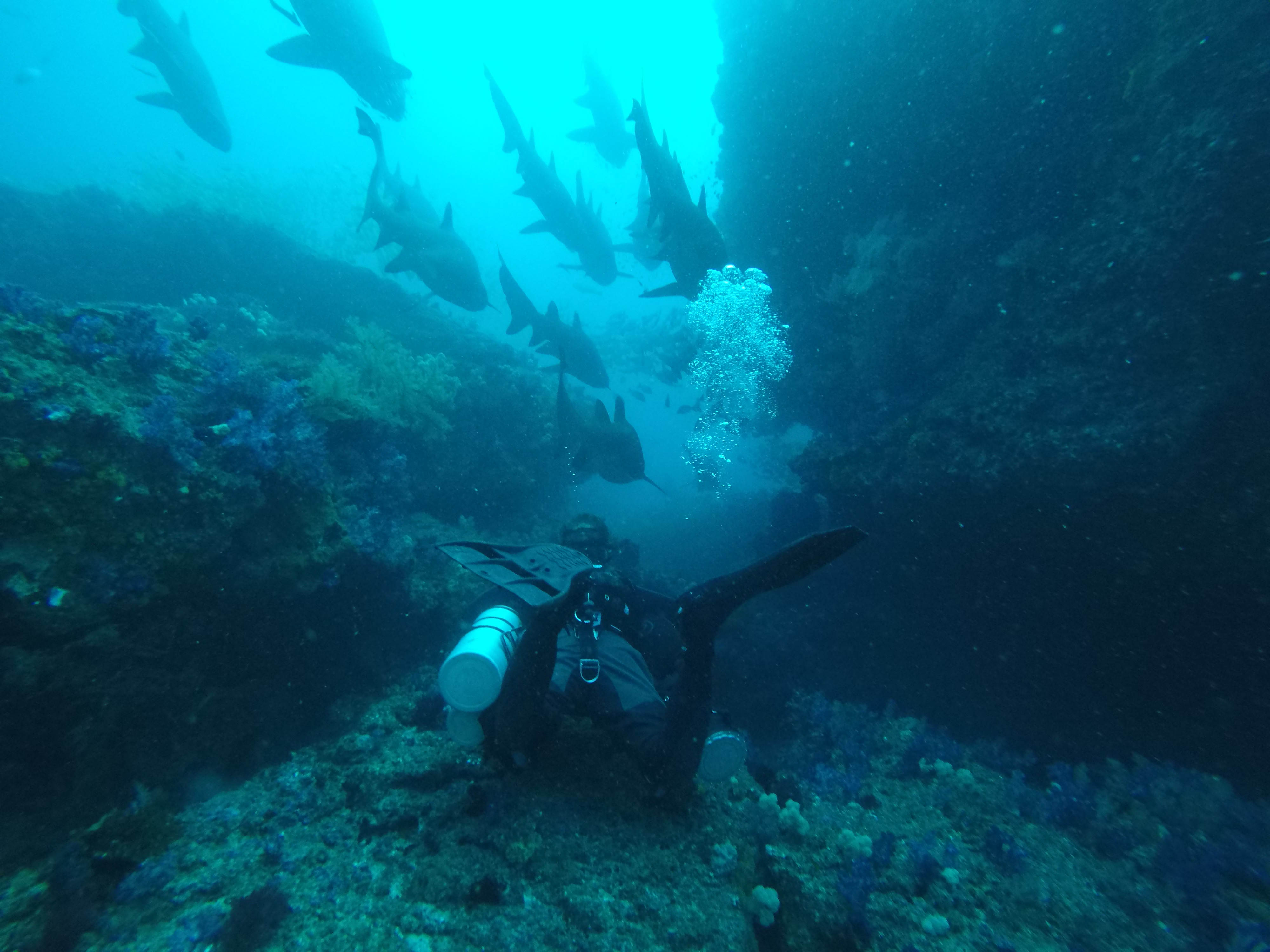 Sidemount diver among a school of fish