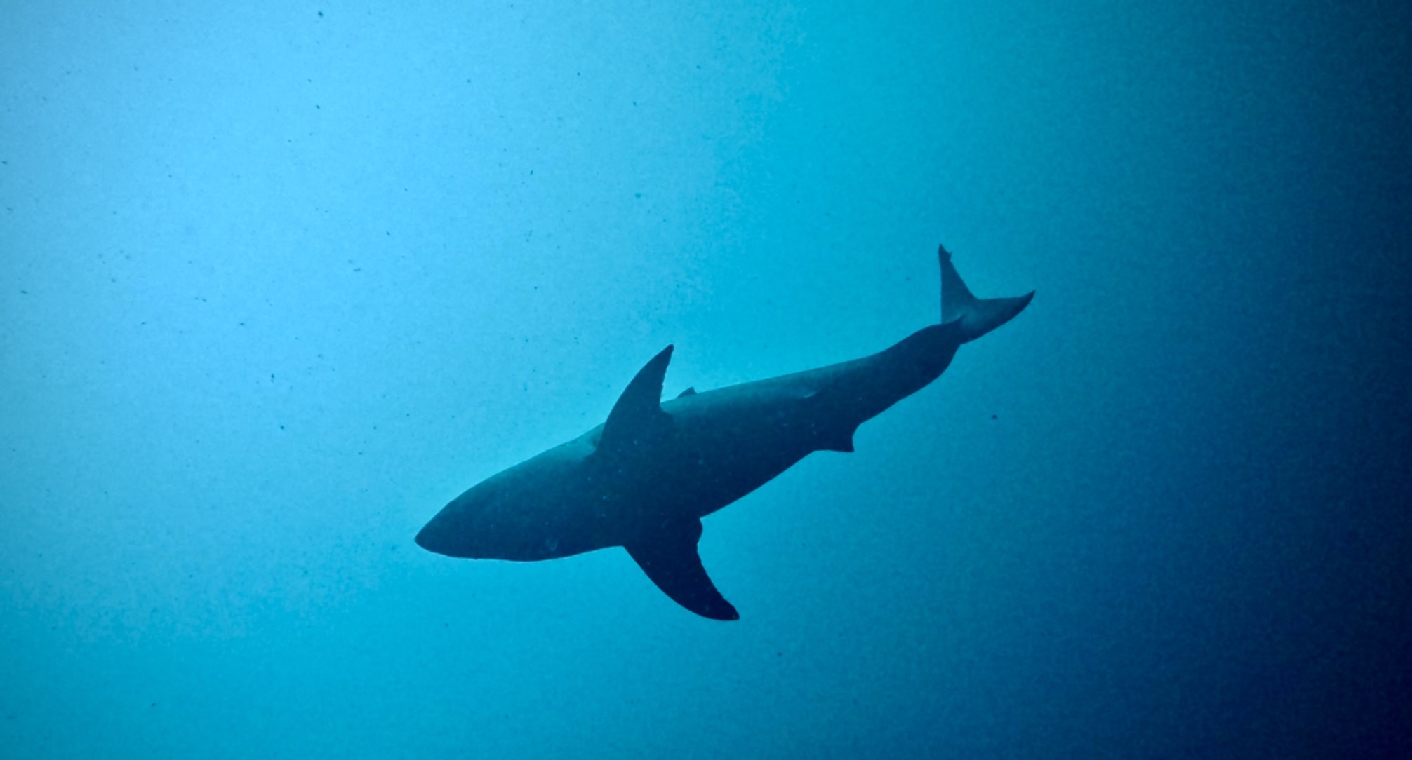 Great white shark, Flat Rock, North Stradbroke Island