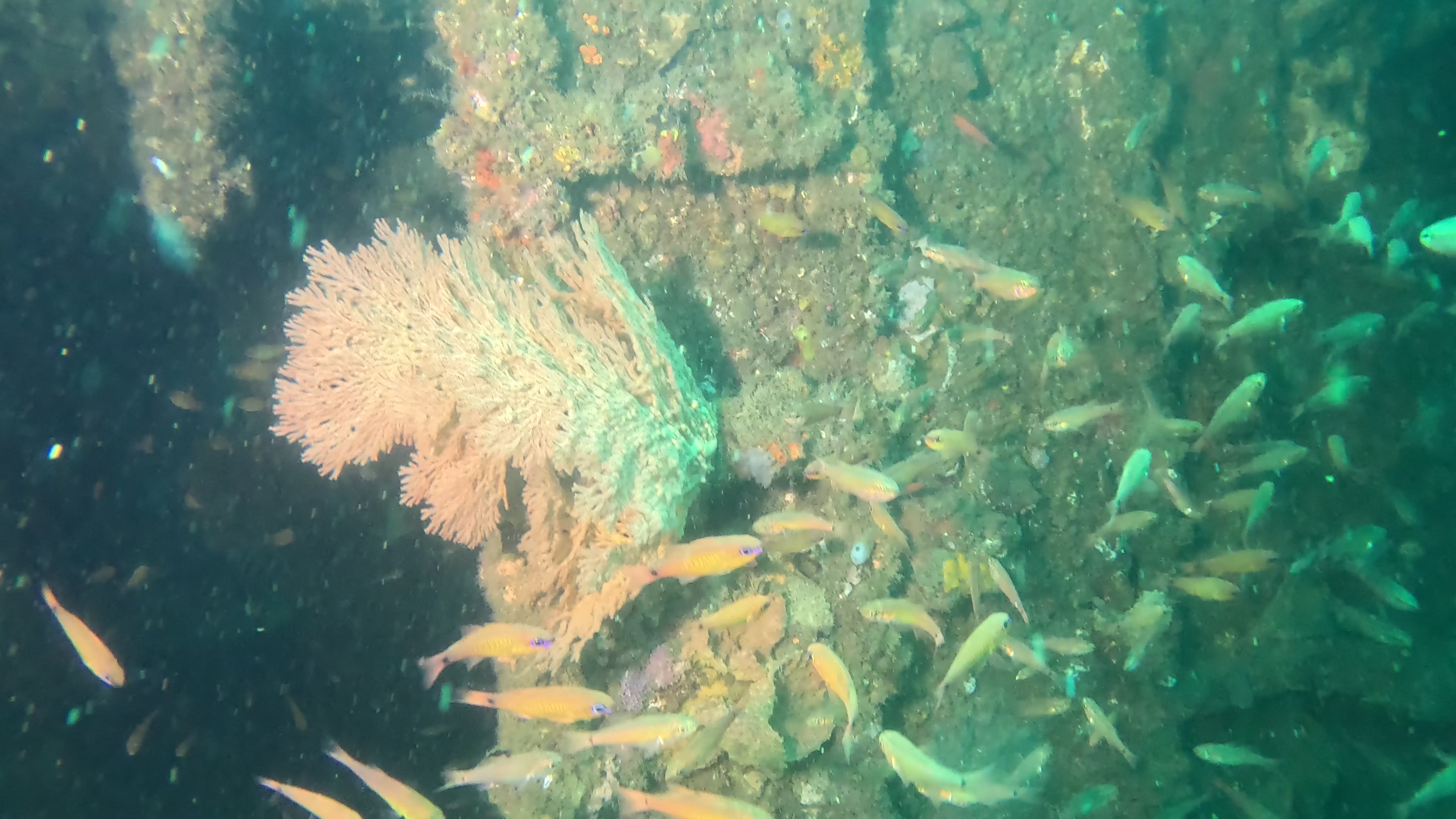 Coral and fish on the ex-HMAS Brisbane